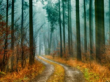 Misty forest path in autumn with sunbeams and golden leaves, illustrating how to handle workplace misery and navigate toxic corporate jungle
